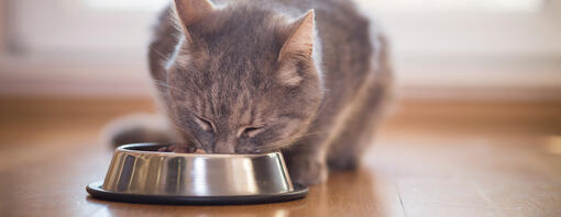 lalimentazione del gatto sterilizzato