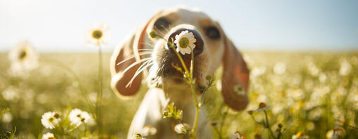 Quel fastidioso prurito del tuo cane arrivano primavera e allergie