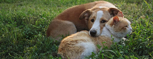 Soluzioni superare le paure di cani e gatti