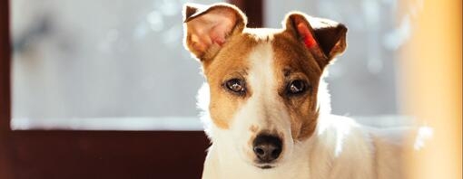 un cane su misura il nostro appartamento