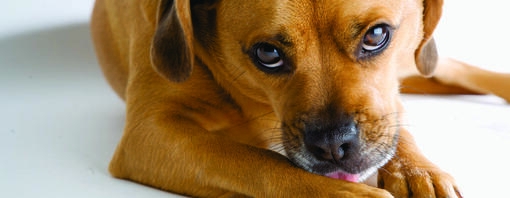 5 cose da non toccare cane