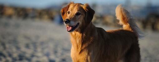 Adozione cane pensionato