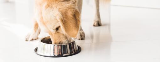 Alimentazione dieta corretta cane