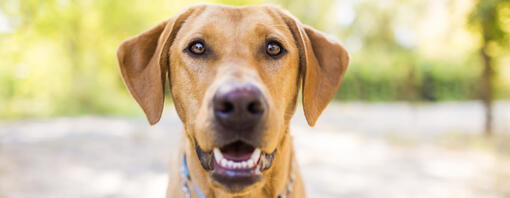 Alimenti per cani sicuri