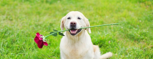 Labrador bambini