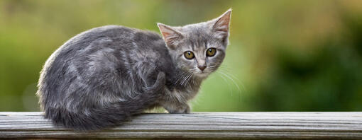 Perche al gatto piace stare in alto