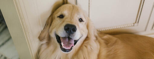 Golden Retriever cane posa in casa guardando in alto 