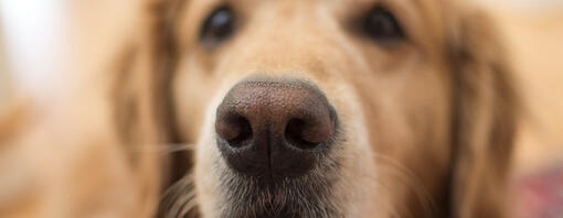 Chiuda in su del naso di un cane