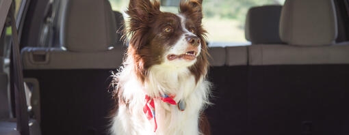 Border Collie Cane seduto nella parte posteriore dell'auto 