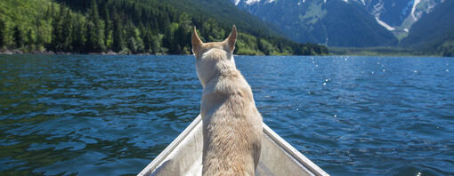 Viaggiare con il cane