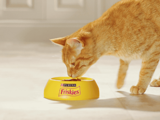 Friskies gatto umido