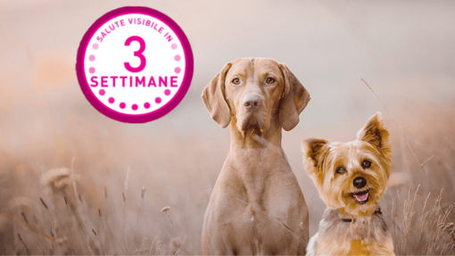 Migliora la salute del​ cane in 3 settimane​