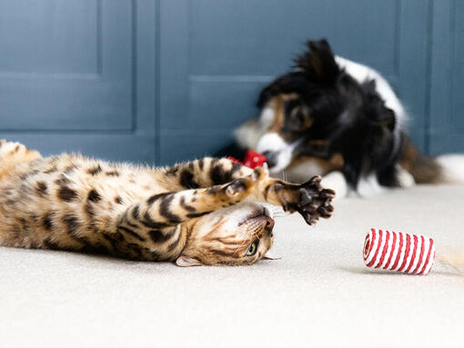 Cane e gatto giocando