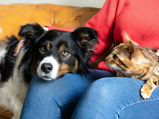 Cane e gatto sui proprietari in giro