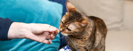 Gatto che si gode un dolcetto felix