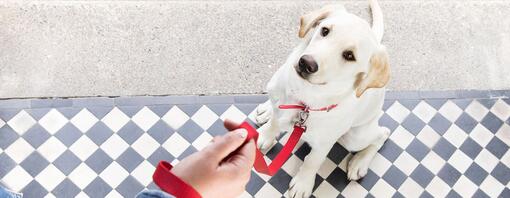 Cane seduto sulla porta con piombo rosso