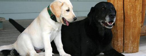 Giovane cucciolo accanto al cane più vecchio