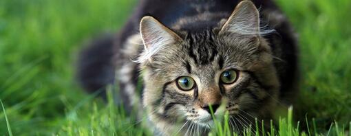 gatto accovacciato nell'erba