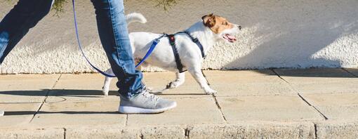 lassicurazione del tuo cane ti fa dimenticare le preoccupazioni