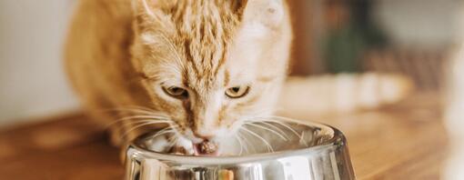 Gatto allo zenzero che mangia dalla ciotola