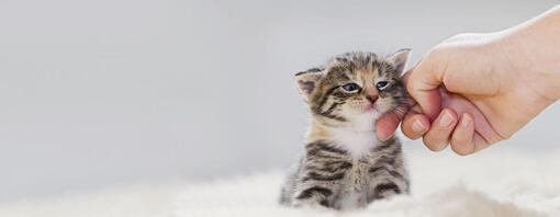 Piccolo gattino che viene accarezzato.