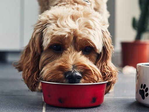 Il cane sta mangiando