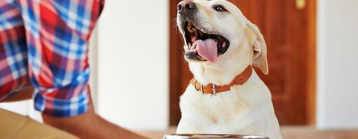 Happy dog with tongue sticking out