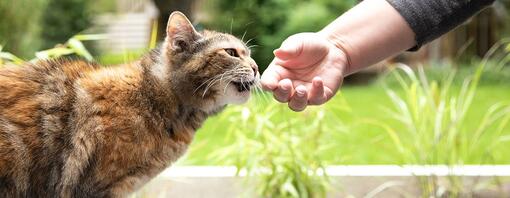 Gatto che annusa la mano fuori