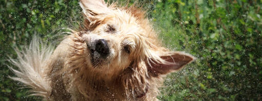 cane che si scrolla di dosso l'acqua