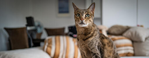 Gatto seduto sul divano