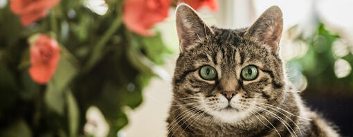 Gatto con gli occhi verdi che fissa la macchina fotografica