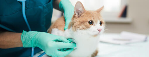 Cat being examined by vet