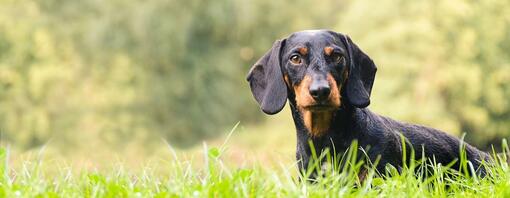 Cani segugi: Per avere più informazioni sull’argomento, qui troverete tutto ciò di cui avete bisogno