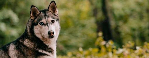 Questi splendidi cani assomigliano ai lupi