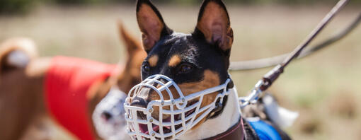 Benefits of Dog Muzzles and Muzzle Training