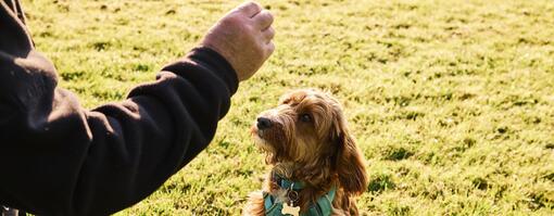 Owner training dog Hero