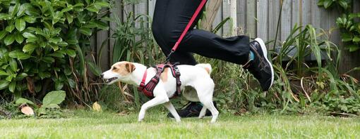 Brown and white Jack Russell Terrier on a red lead running with owner.