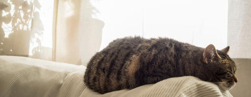 Older cat sleeping on sofa.