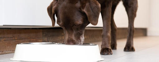 I cani possono mangiare il pane?