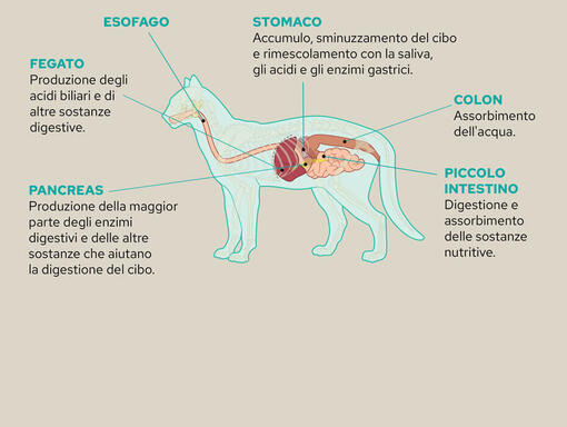 Anatomia gastro gatto