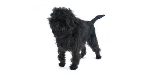 Affenpinscher