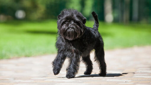 Affenpinscher cane a spasso