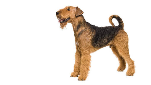 Airedale Terrier