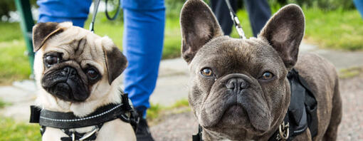 carlino e bulldog francese che camminano insieme