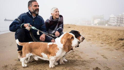 Basset hound con i proprietari sulla spiaggia.