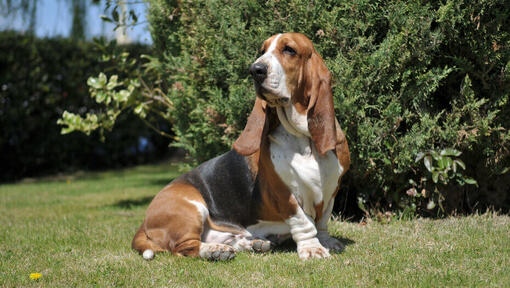 Basset Hound tricolore seduto sull'erba.