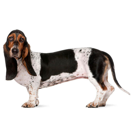 Basset Hound