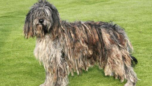 Bergamasco