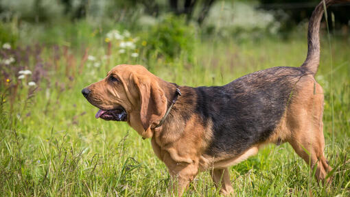 Chien de Saint-Hubert