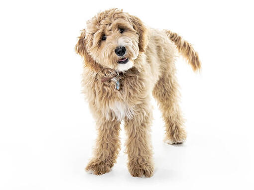 Goldendoodle